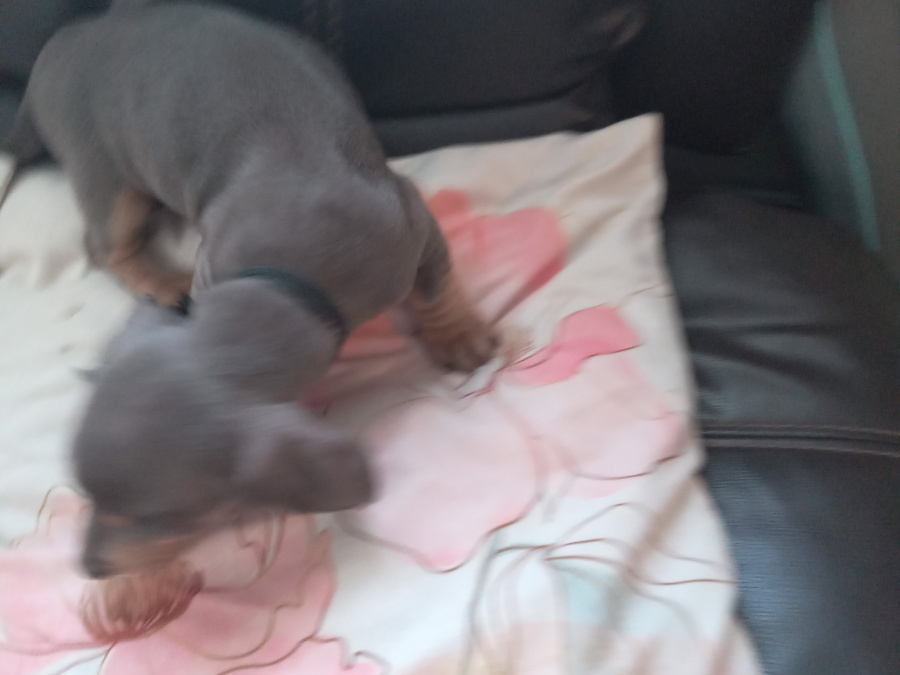 Miniature kaninchen dachshund puppies for sale 3