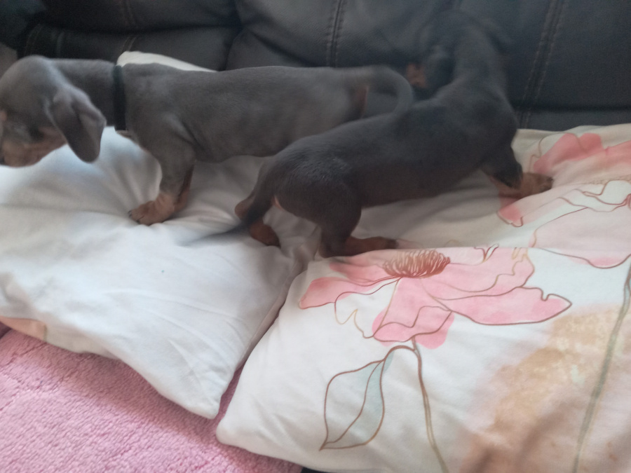 Miniature kaninchen dachshund puppies for sale 6
