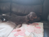 Miniature kaninchen dachshund puppies for sale 2