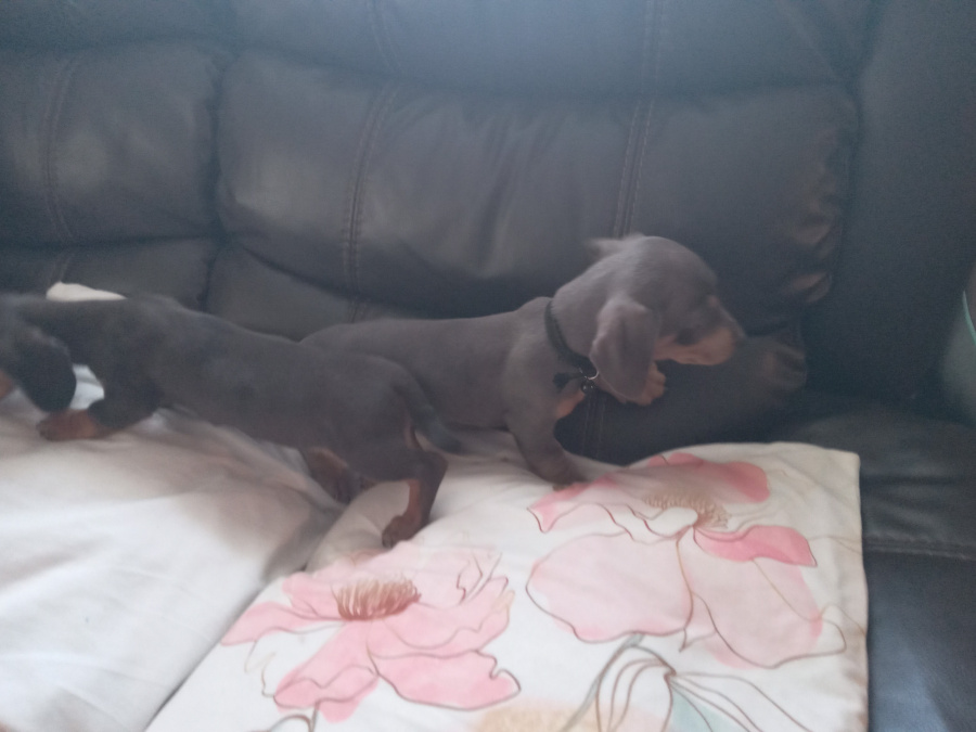 Miniature kaninchen dachshund puppies for sale 2