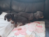 Miniature kaninchen dachshund puppies for sale 5