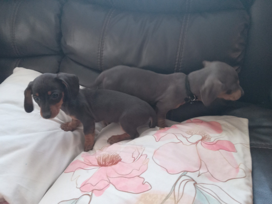 Miniature kaninchen dachshund puppies for sale 5