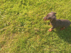 Miniature kaninchen dachshund puppies for sale 7
