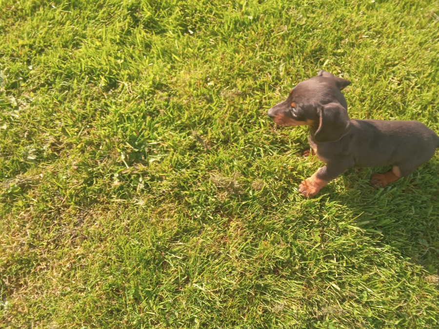 Miniature kaninchen dachshund puppies for sale 7