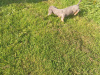 Miniature kaninchen dachshund puppies for sale 8