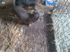 Miniature kaninchen dachshund puppies for sale 9
