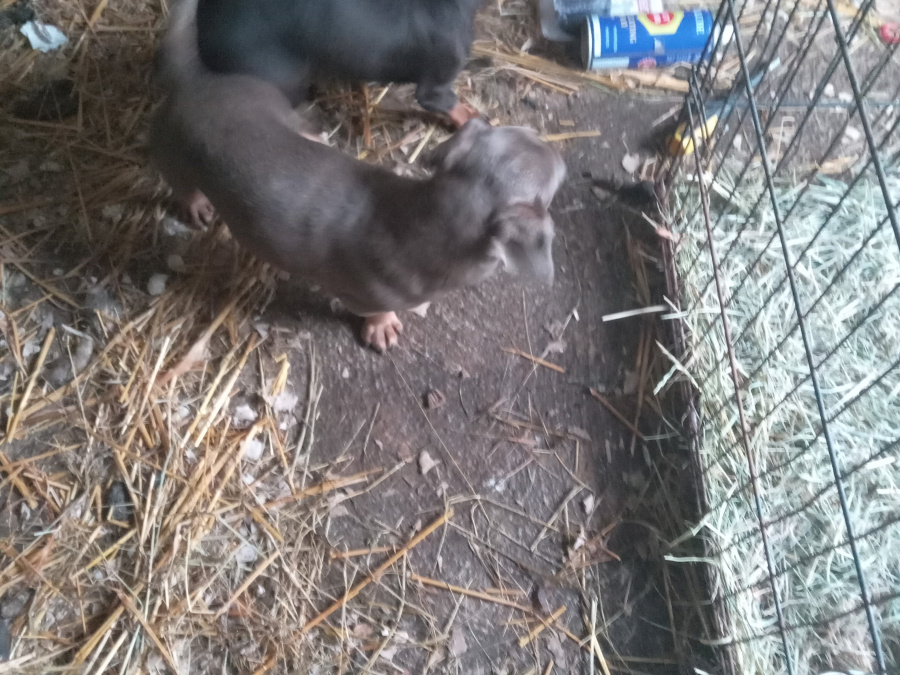 Miniature kaninchen dachshund puppies for sale 9