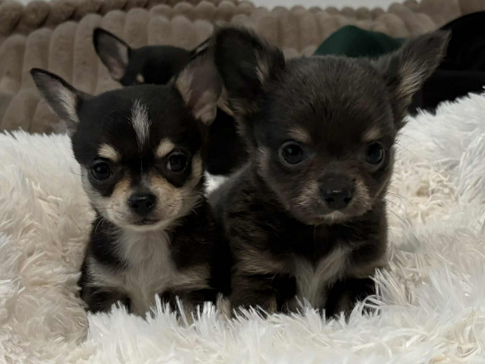 Tiny T-Cup Chihuahua Puppies!
