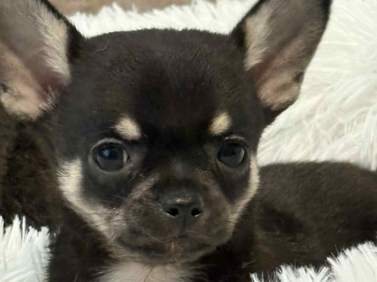 ⭐🧡⭐TINY T cup chihuahua ⭐🧡⭐