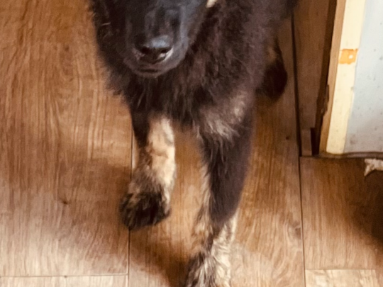 Collie X husky
