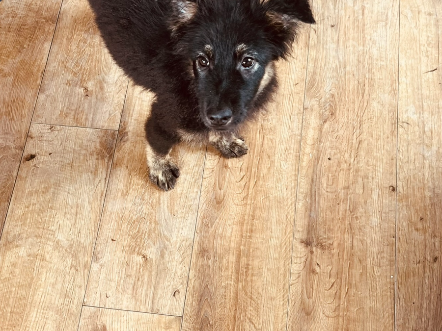 Collie X husky 2