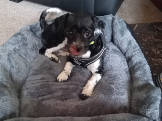 Maltese crossed Shit tzu