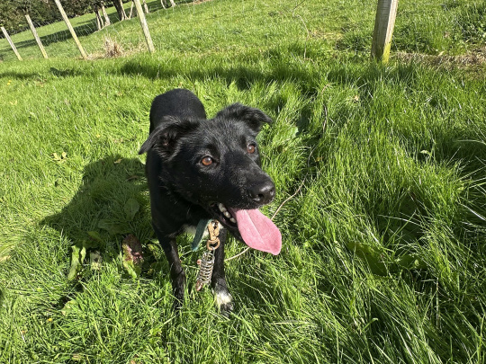 Male Sheepdog for Sale