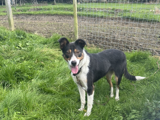 Female Sheepdog for Sale