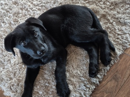LABRADOR  SHEPHERD/GERMAN LABRADOR