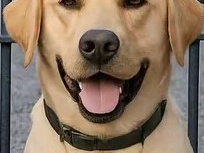 LABRADOR  SHEPHERD/GERMAN LABRADOR 2