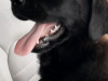 LABRADOR  SHEPHERD/GERMAN LABRADOR 5