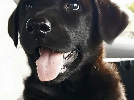 LABRADOR  SHEPHERD/GERMAN LABRADOR 4