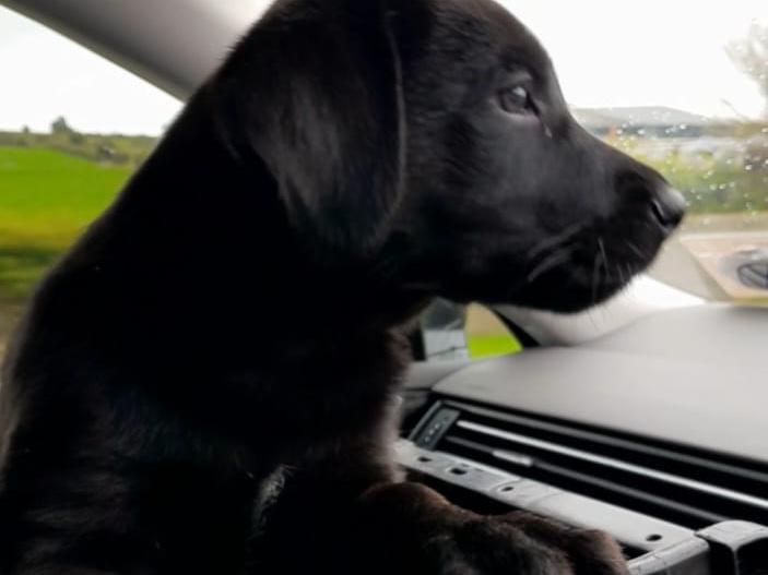 LABRADOR  SHEPHERD/GERMAN LABRADOR 3