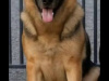 LABRADOR  SHEPHERD/GERMAN LABRADOR 7