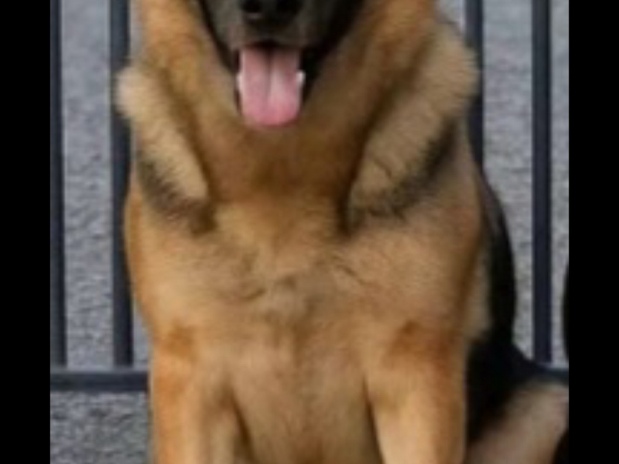 LABRADOR  SHEPHERD/GERMAN LABRADOR 7