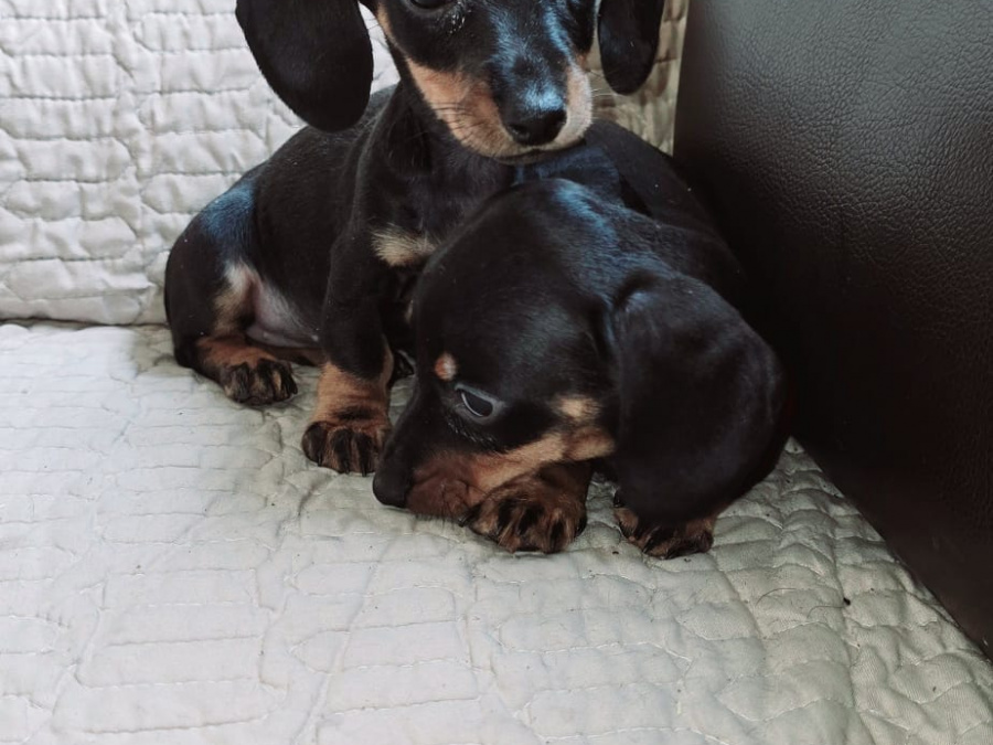 Beautiful miniature dachshund puppies 5