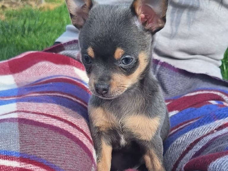 Beautiful teacup chihuahua puppies 1