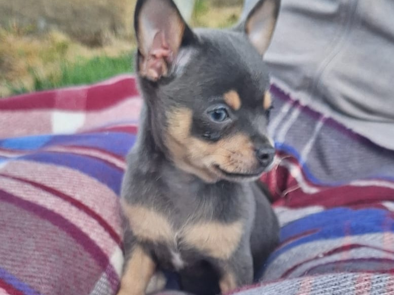 Beautiful teacup chihuahua puppies 2