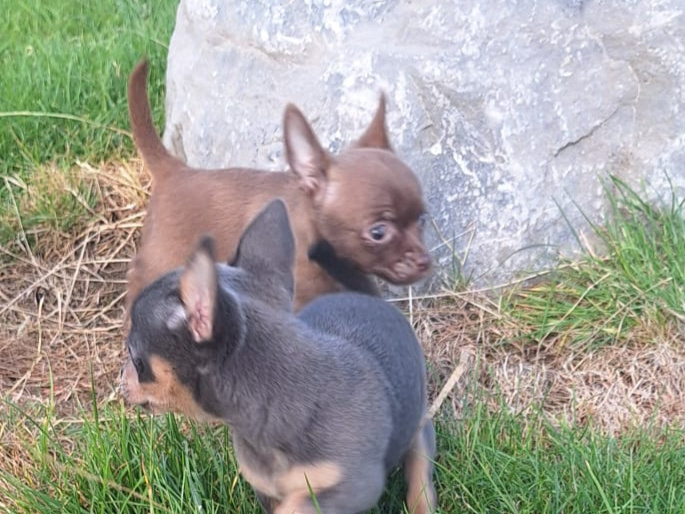 Beautiful teacup chihuahua puppies 4