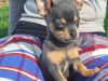Beautiful teacup chihuahua puppies 5