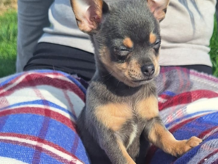 Beautiful teacup chihuahua puppies 5