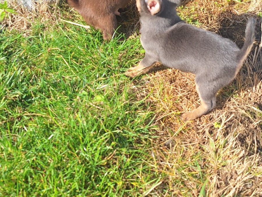 Beautiful teacup chihuahua puppies 6