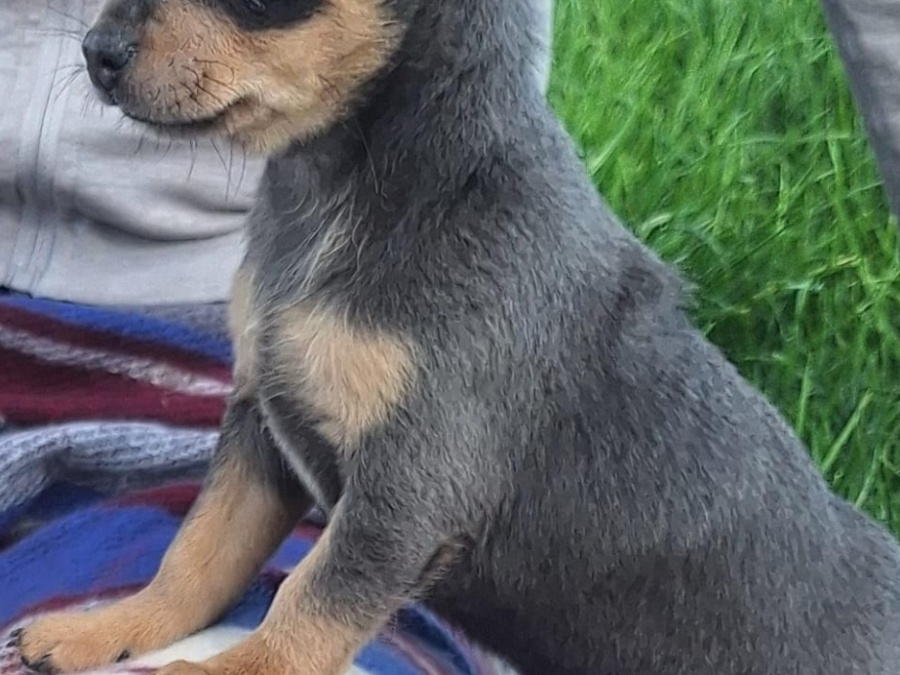 Beautiful teacup chihuahua puppies 7