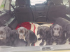 Puppies 1