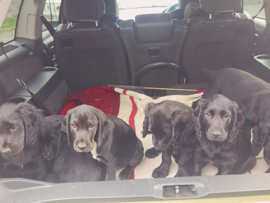 Puppies