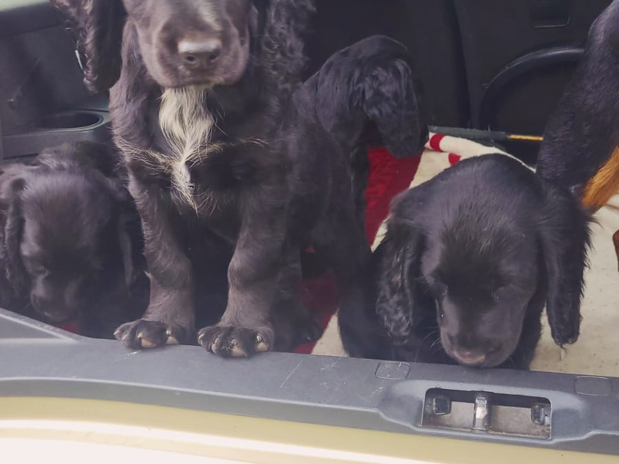 Puppies 2