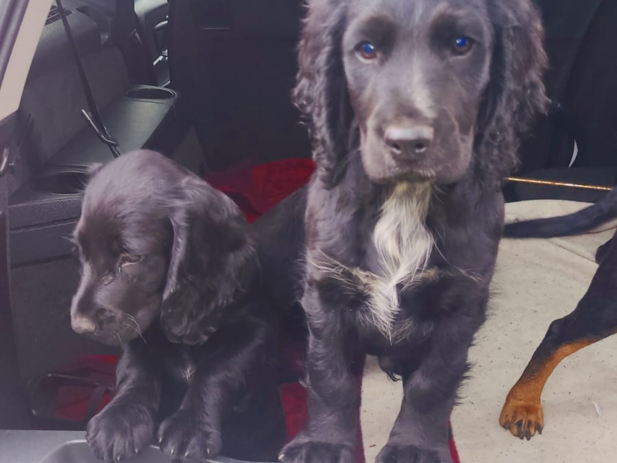 Puppies 3