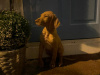 Hungarian Vizsla - Male - 10 Weeks old 1
