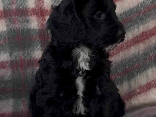 Cockapoo Puppies