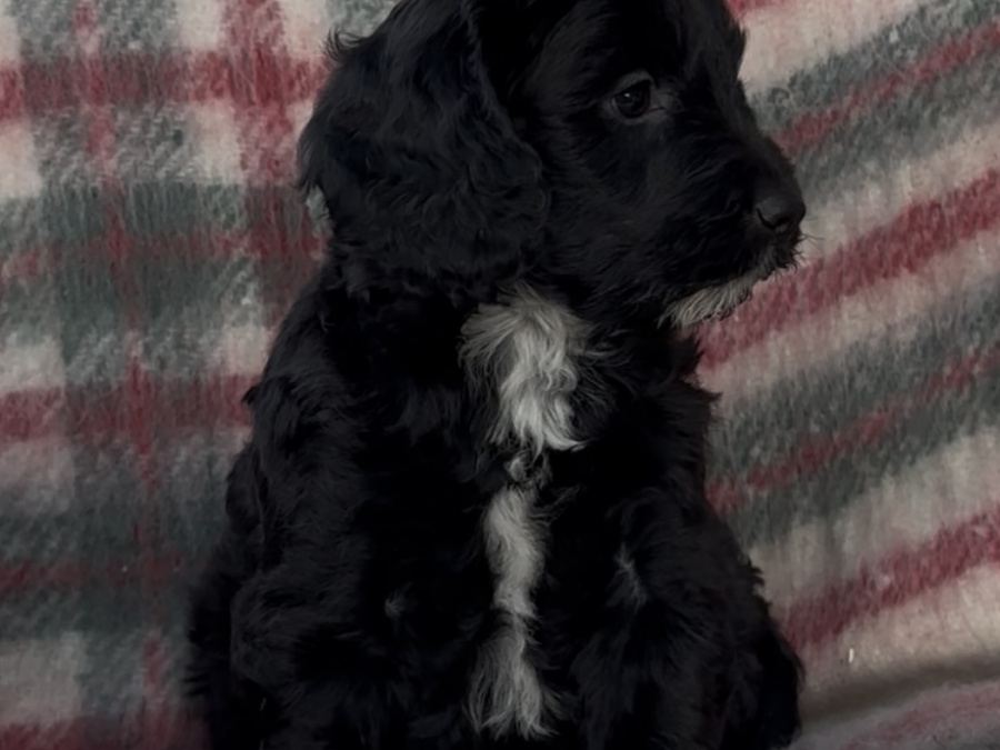 Cockapoo Puppies 1