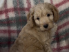 Cockapoo Puppies 2