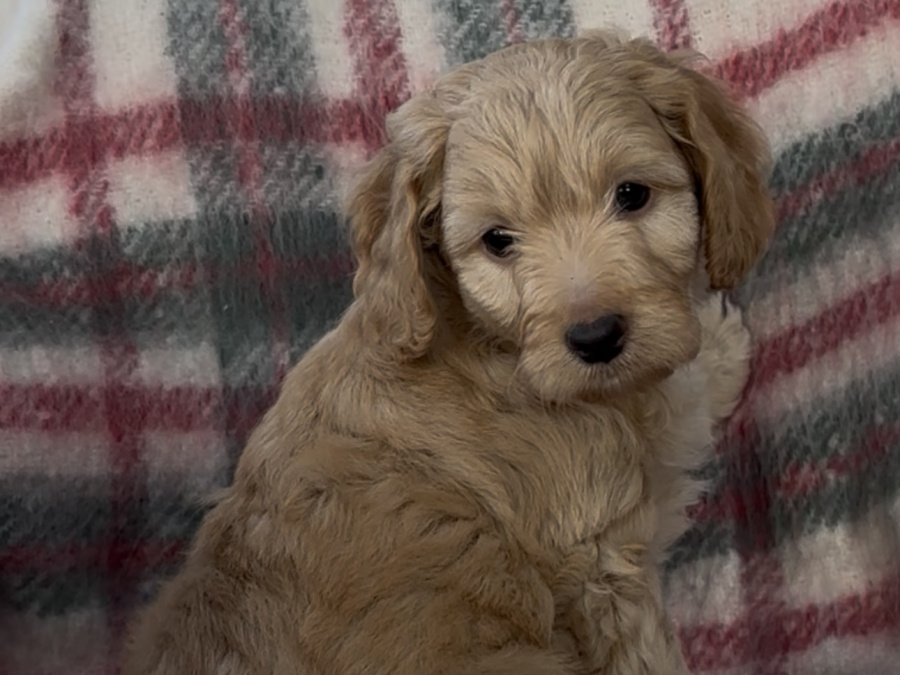 Cockapoo Puppies 2