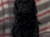 Cockapoo Puppies 3