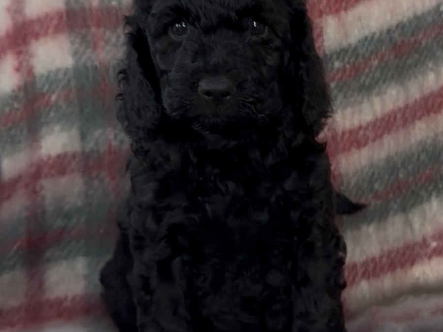 Cockapoo Puppies 3