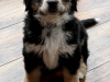 Bernese Mountain Dog Cross puppies 7