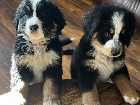 Bernese Mountain Dog Cross puppies