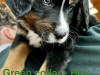 Bernese Mountain Dog Cross puppies 3