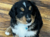 Bernese Mountain Dog Cross puppies 4