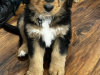 Bernese Mountain Dog Cross puppies 5