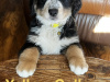 Bernese Mountain Dog Cross puppies 6